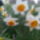 Narcisz_4_1414552_7190_t