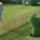 Szomszed_noje_mindig_zoldebb4_1414268_5316_t