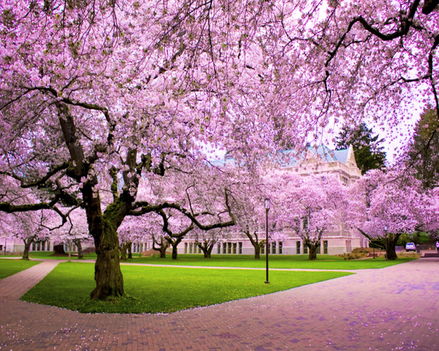 Tavasz_Japán_cseresznyefa virágzás_1009324
