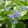 Aprilisi_viragok_1-001_1415946_8896_t