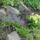 Aprilisi_viragok_11-001_1415960_4353_t