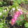 Aprilisi_viragok_13-001_1415962_4441_t