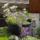Aprilisi_viragok_15-001_1415964_2196_t