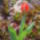 Aprilisi_viragok_16-001_1415965_7405_t