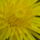 Aprilisi_viragok_17-001_1415966_5890_t