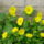 Aprilisi_viragok_18_1415967_1197_t