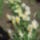 Aprilisi_viragok_19_1415968_9327_t