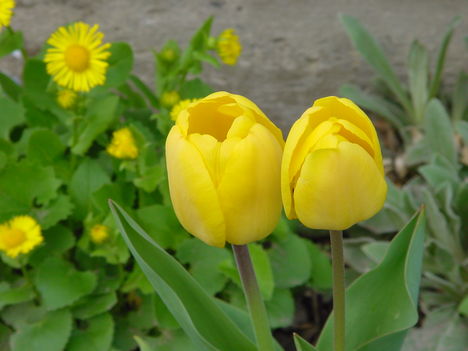 Áprilisi virágok 2