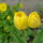 Aprilisi_viragok_2-001_1415949_1811_t