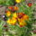 Aprilisi_viragok_20_1415969_6547_t