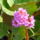 Aprilisi_viragok_21_1415970_8129_t