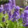 Aprilisi_viragok_6-001_1415955_4740_t