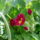 Aprilisi_viragok_7-001_1415956_1696_t