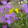 Aprilisi_viragok_8-001_1415957_7308_t
