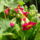Aprilisi_viragok_9-001_1415958_5529_t