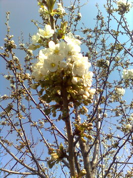 cseresznyefa virága