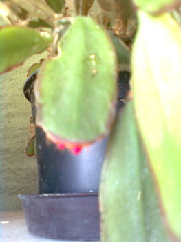 husvéti kaktusz bimbója