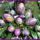 Kellemes_husveti_unnepeket-003_1415936_2624_t