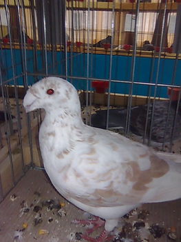 Kép005
