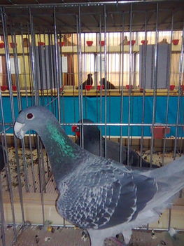 Kép010