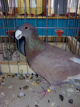 Kép014