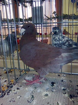 Kép015