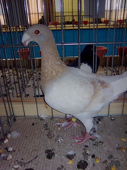 Kép016
