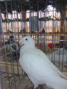 Kép017