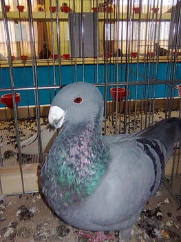 Kép018
