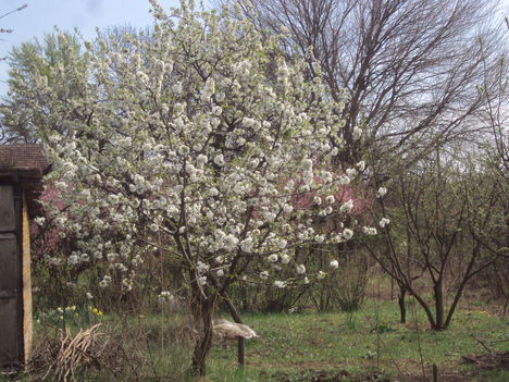 Kertünkből 2012