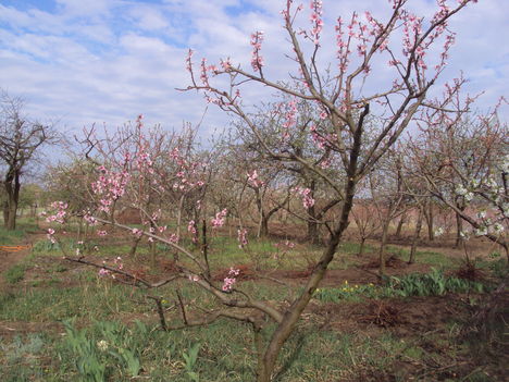 Kertünkből 2012