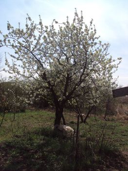 Kertünkből 2012