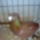 Kunfeherto_12_1415612_6081_t