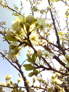 szilvafa virága