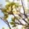 szilvafa virága