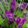 Aprilisi_viragok-004_1416000_3692_t