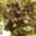 Biborlevelu_infu-001_1416846_8691_t