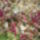 Bordo_levelu_es_viragu_diszalma_1416238_3733_t