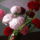 Bordo_piros_szegfuk_1416497_2889_t