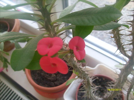 Euphorbia Milli piros
