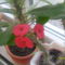 Euphorbia Milli piros