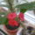 Euphorbia_milli_piros_1416317_9589_t