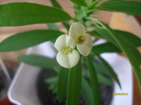 Euphorbia Milli sárga