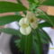 Euphorbia Milli sárga