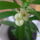 Euphorbia_milli_sarga_1416321_1608_t