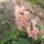 Jacint_narancs_1416313_7751_t