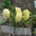 Jacint_sarga_1416320_3825_t