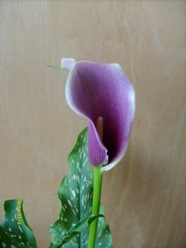 Kála lila