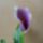 Kala_lila_1416312_5402_t