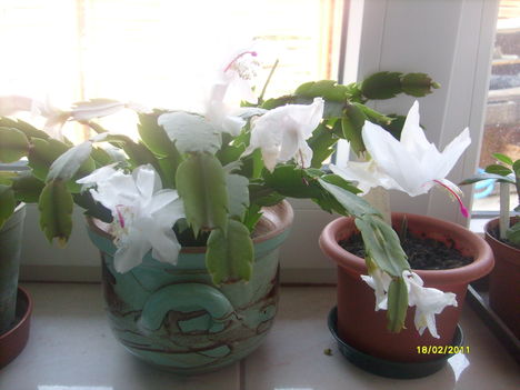 Karácsonyi kaktusz-fehér virágú